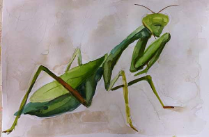 Praying mantis sketchbook page - phase two.