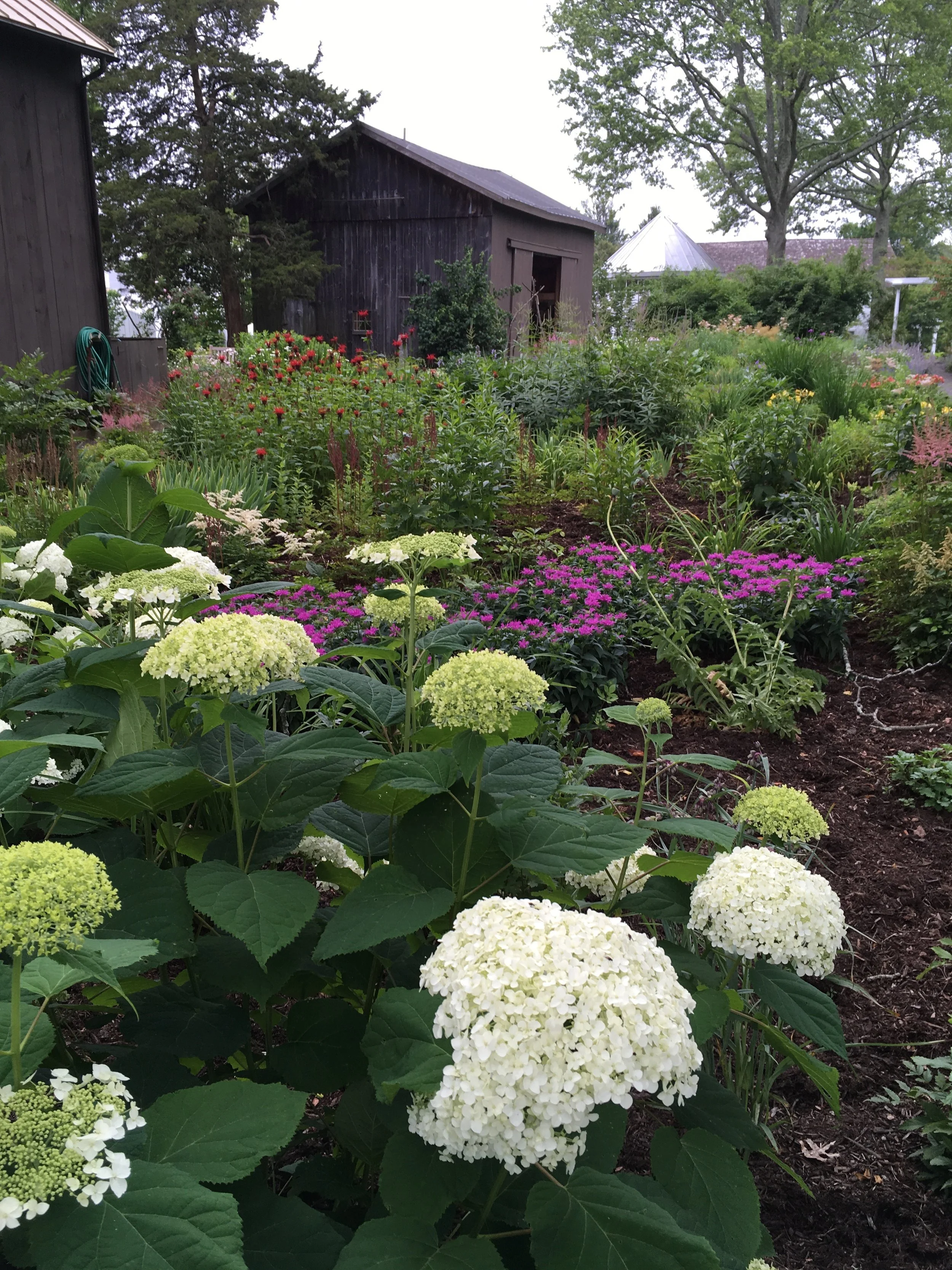 Hydrangea blooming in the Gardens, in front of a few of the museums outbuildings.
