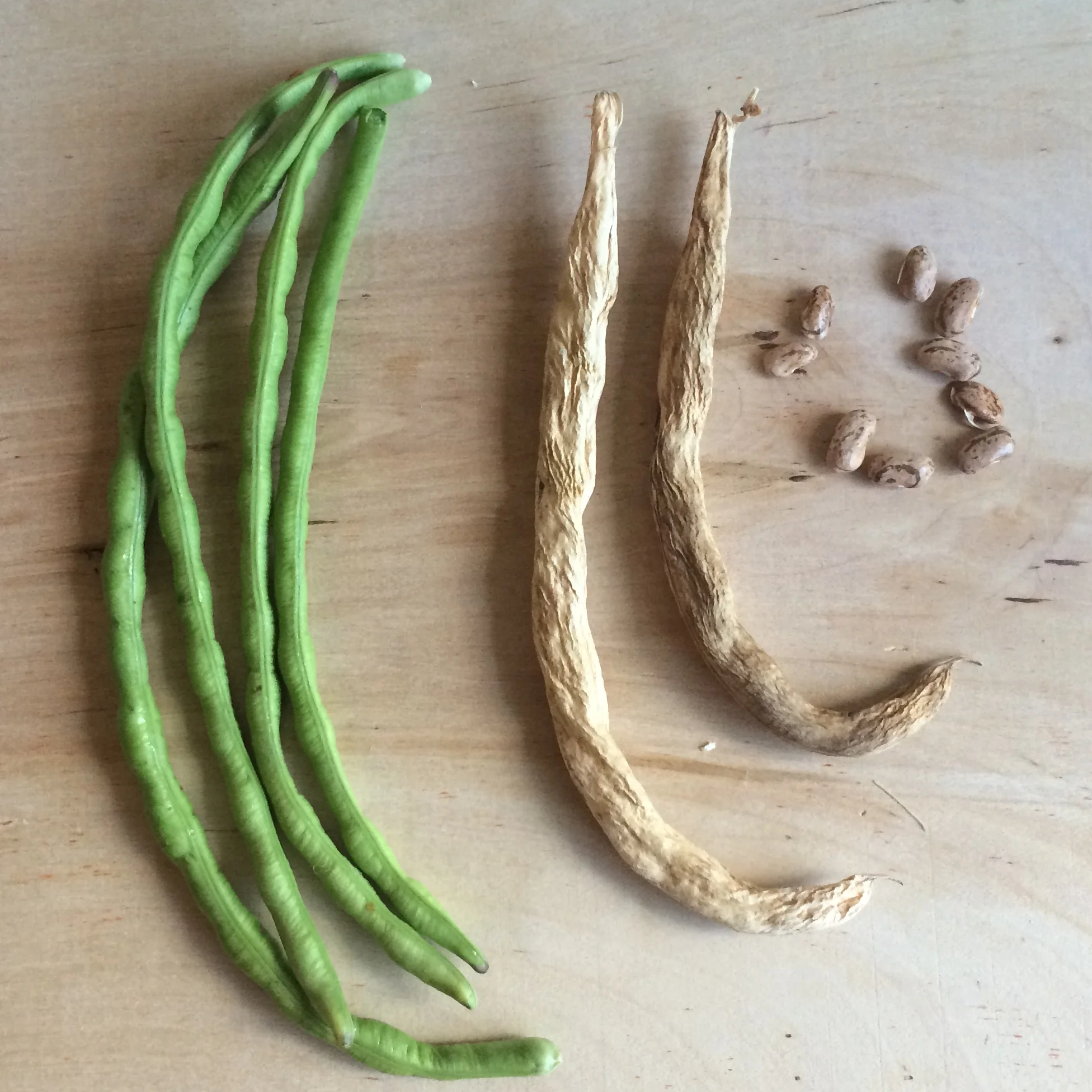 Are fresh green beans more nutritious than frozen?