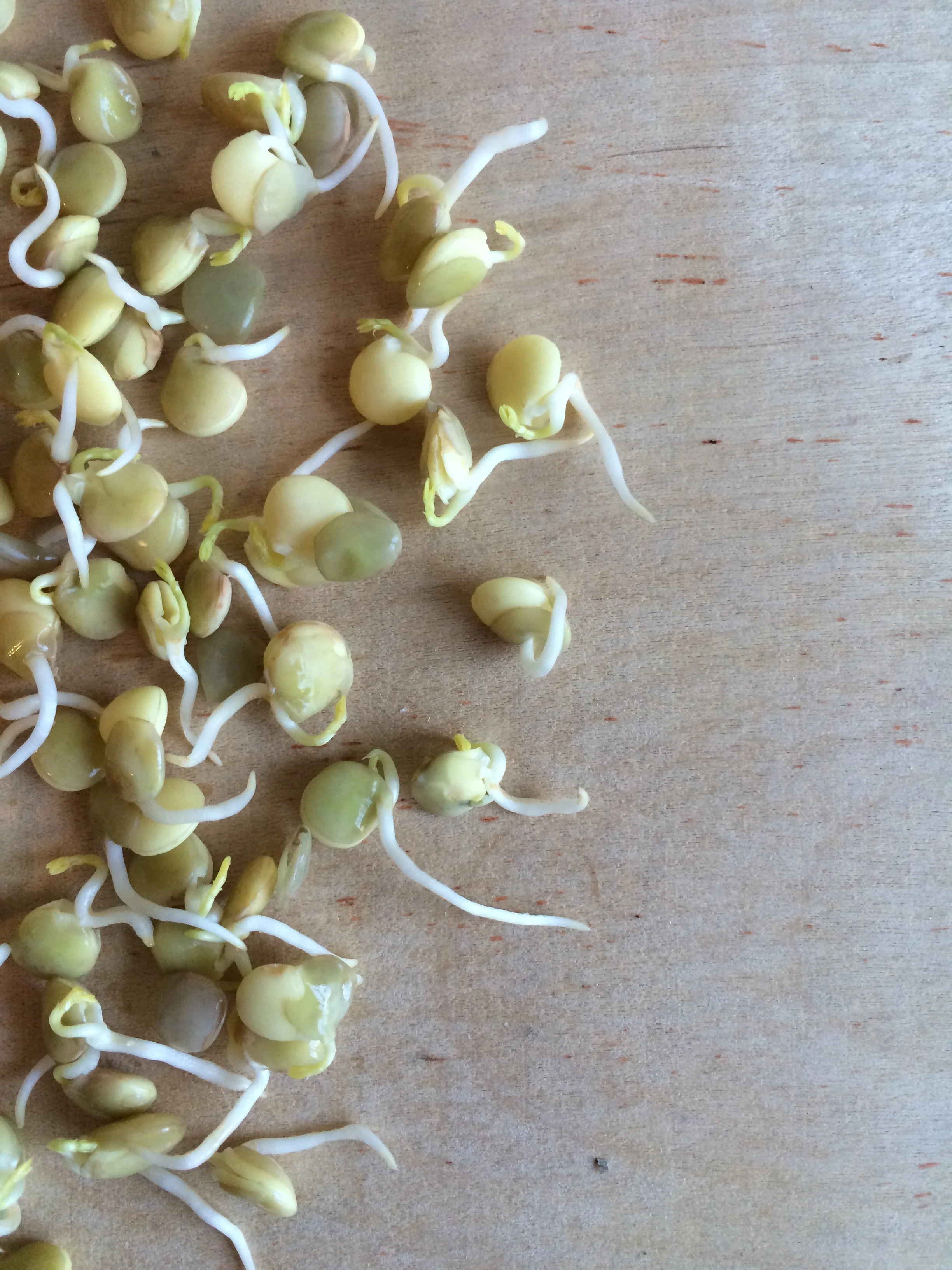 How to Sprout Lentils at home