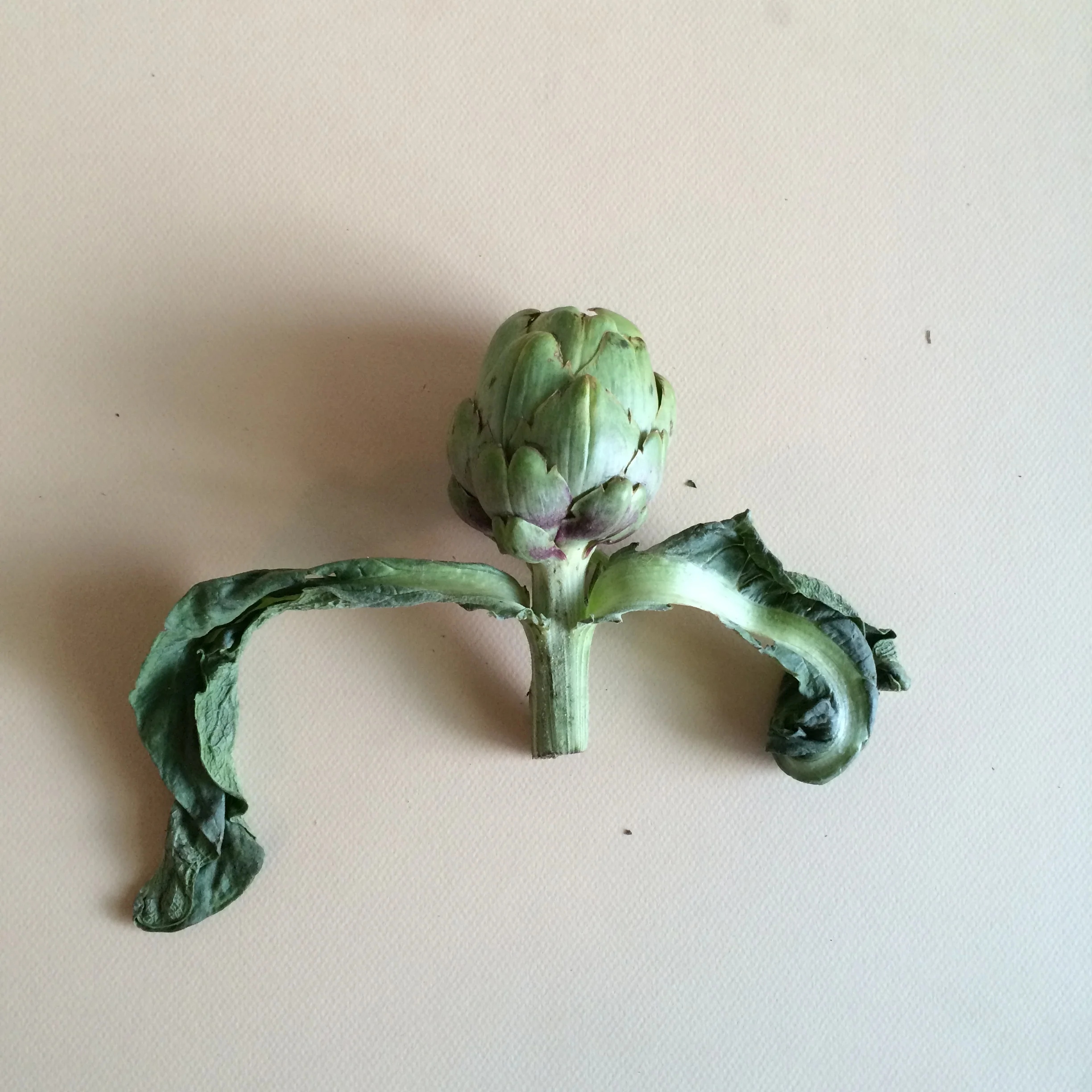 How to Cook Whole Artichokes