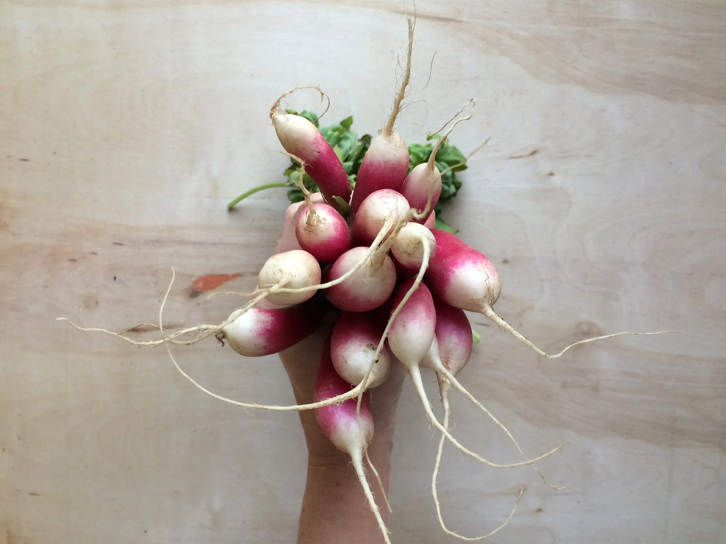 Best tips to buy, store, and eat Radishes!!