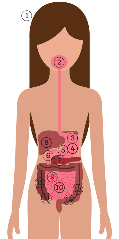 Why digestion important (1).png