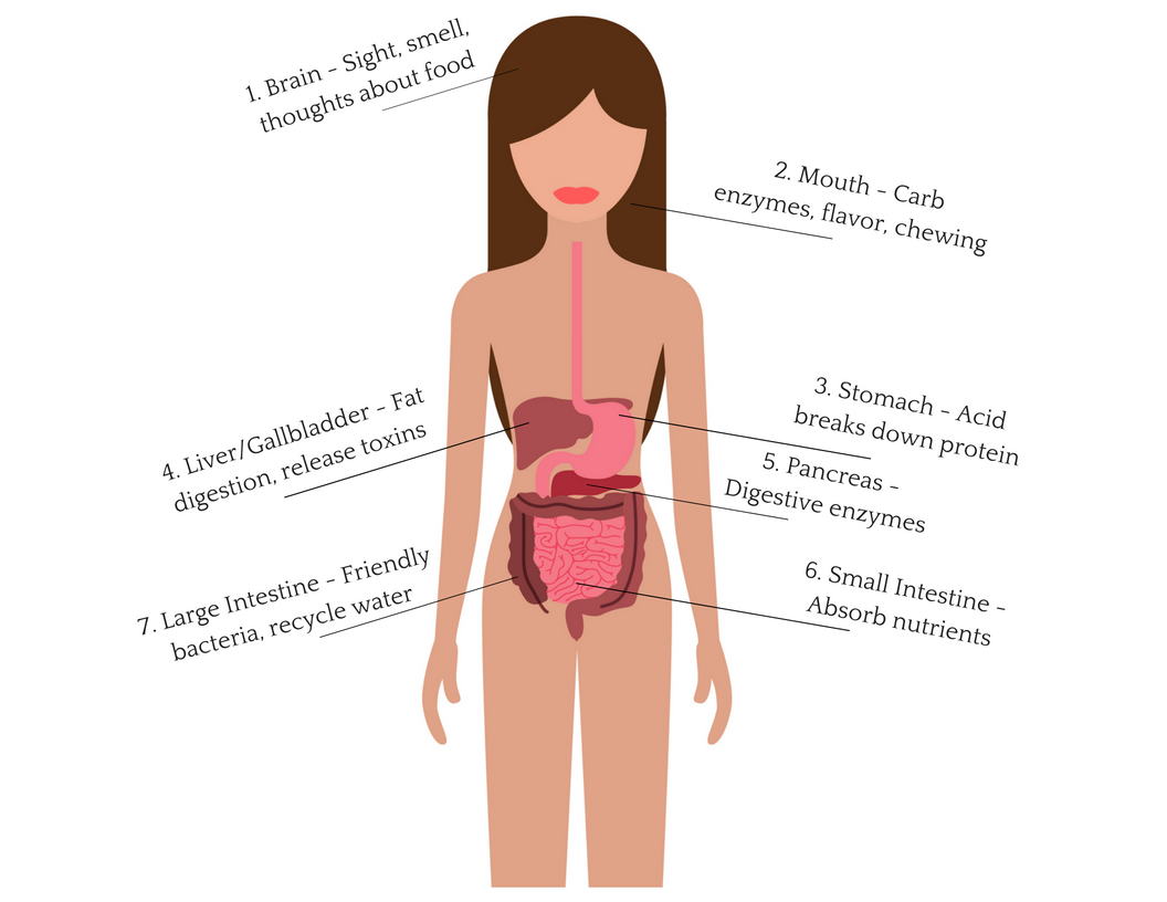 Why digestion important.png