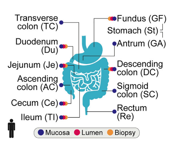 11 locations tested throughout the GI tract in order to compare gut microbe samples to stool microbe samples.