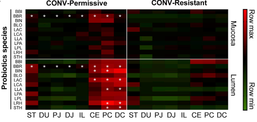 Researchers looked at the 11 strains of bacteria found in the probiotic and tested both the mucosa and lumen of 8 locations in the gut. The permissive group saw higher colonization numbers than the resistant group.