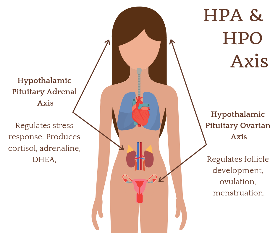 HPA Axis HPO Axis in PCOS.png