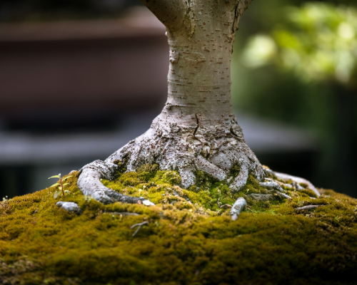 Get Pregnant with PCOS Quickly Root Cause.png