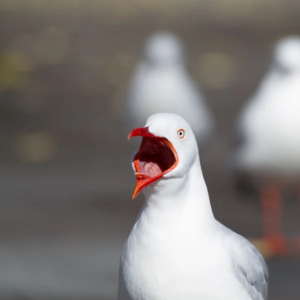 PCOS Sugar Cravings Freak Out.jpg