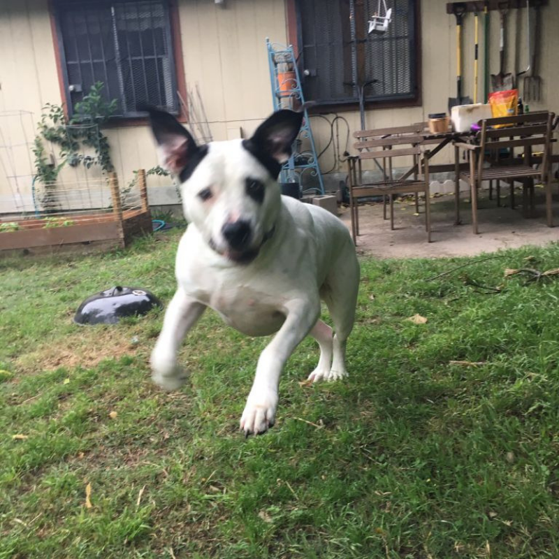 Paco, with his giant bat ears