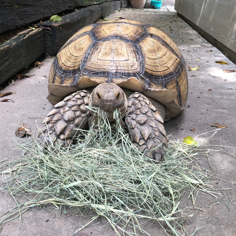 Satchel, munchin’ some hay