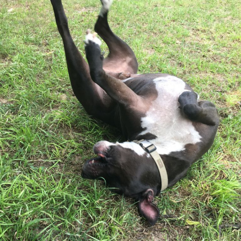 Mr. Wiggles, rollin’ the grass