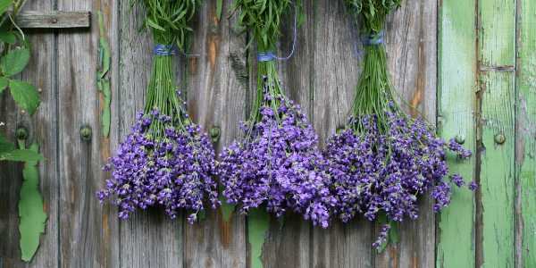 Disinfecting herbs for vaginal steaming.png