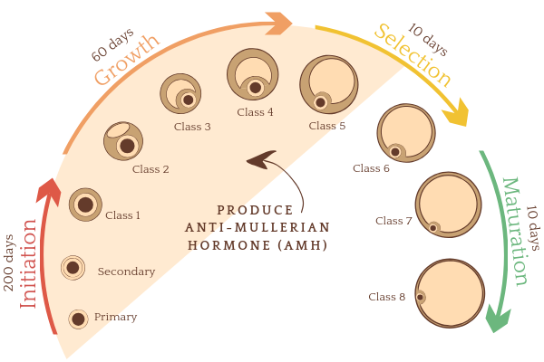 How to improve egg quality with pcos AMH hormone.png