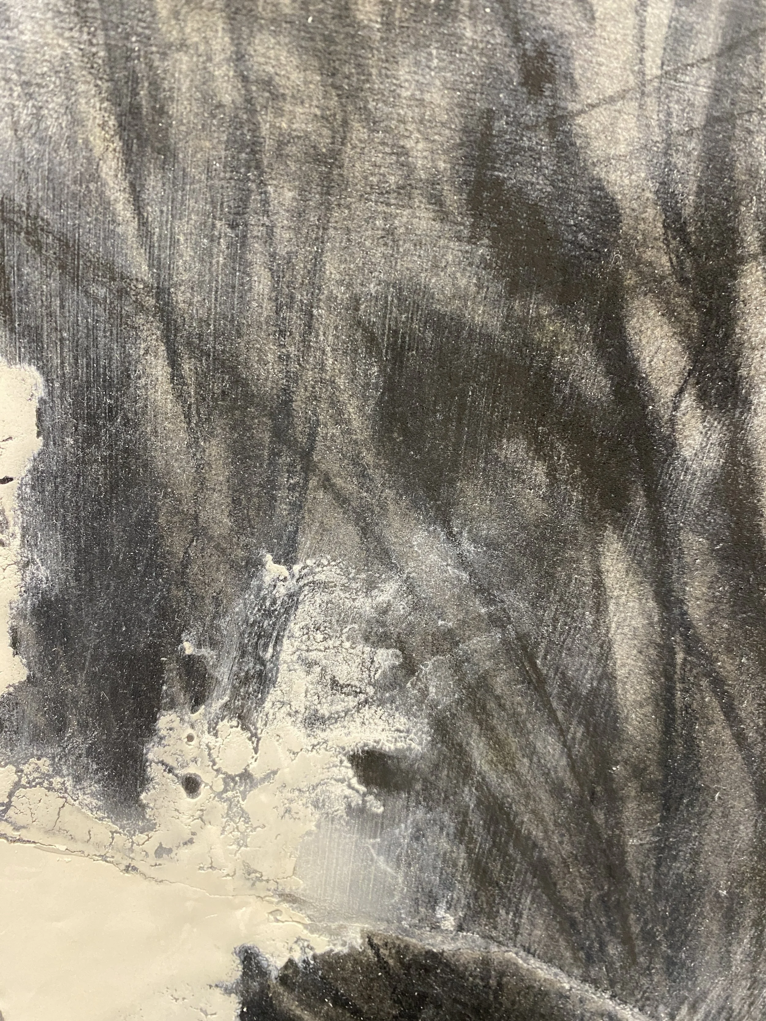 Echinacea, 2025, detail