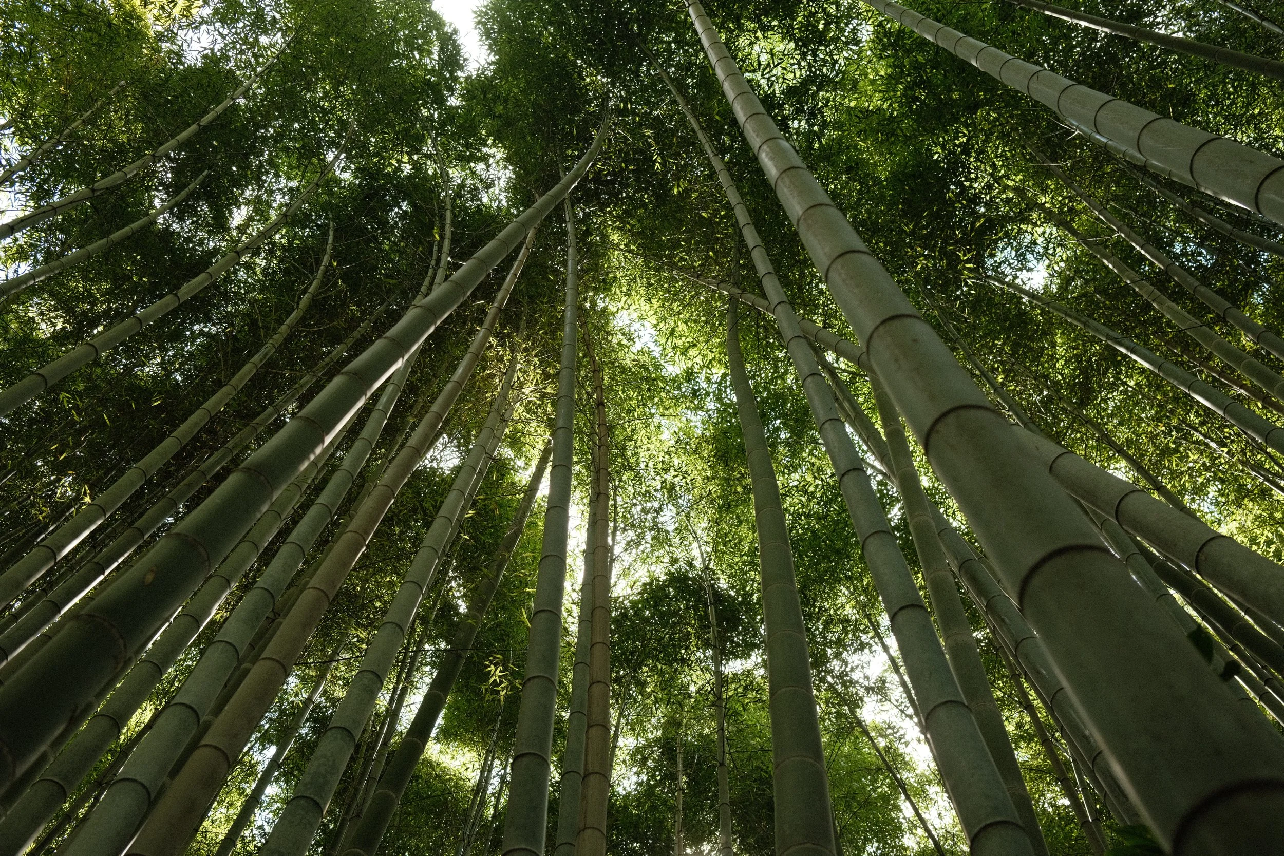 Arashiyama Bamboo Forest, Kyoto, Japan