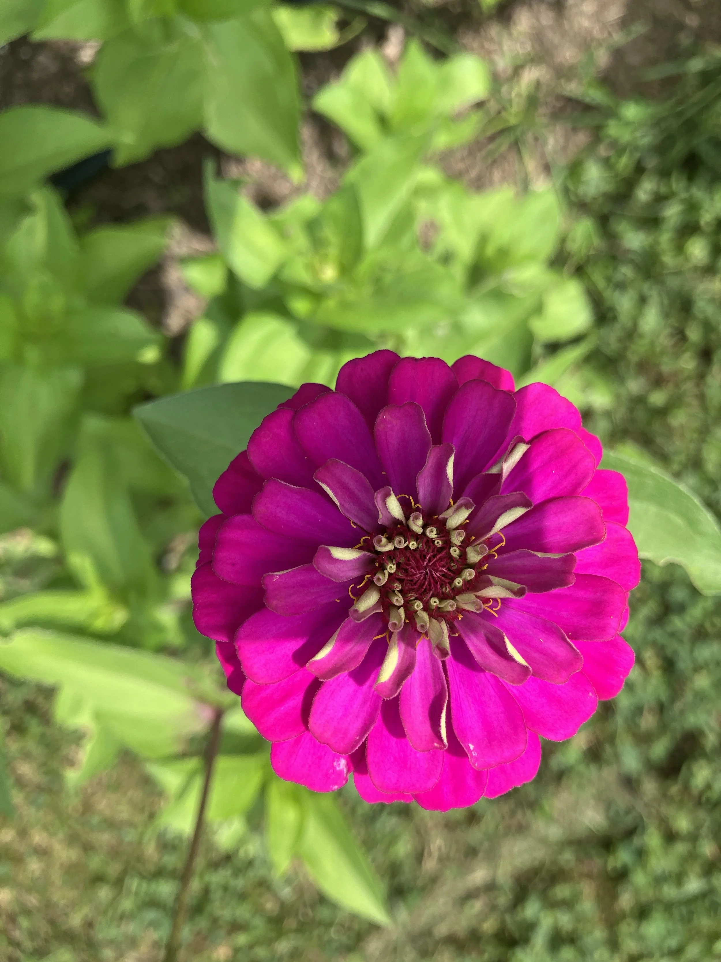 IMG_2295.jpeg