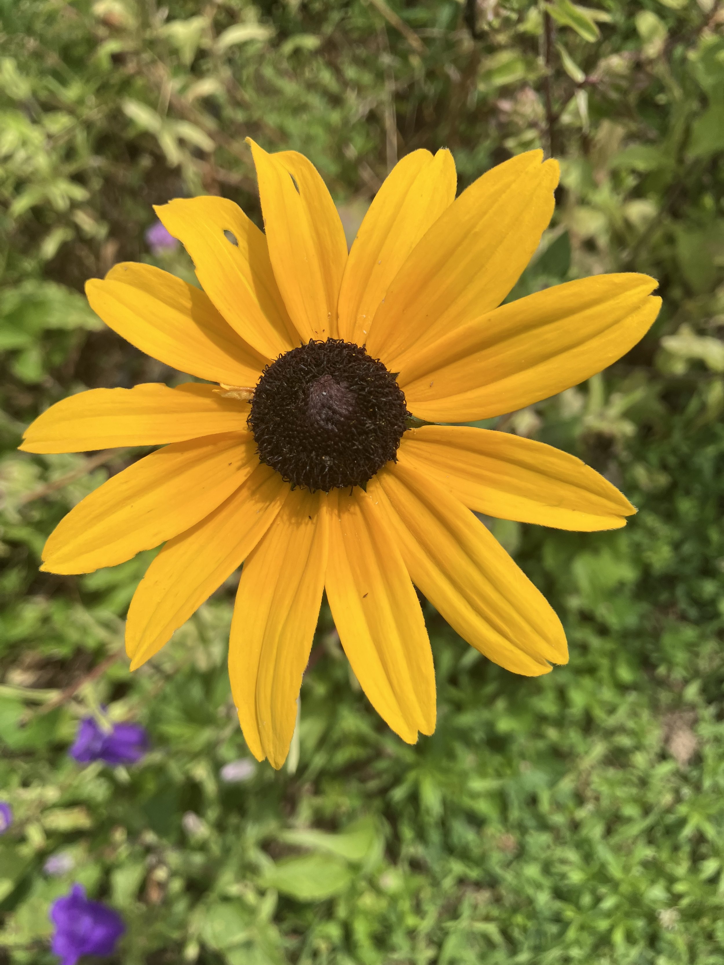 IMG_2286.jpeg