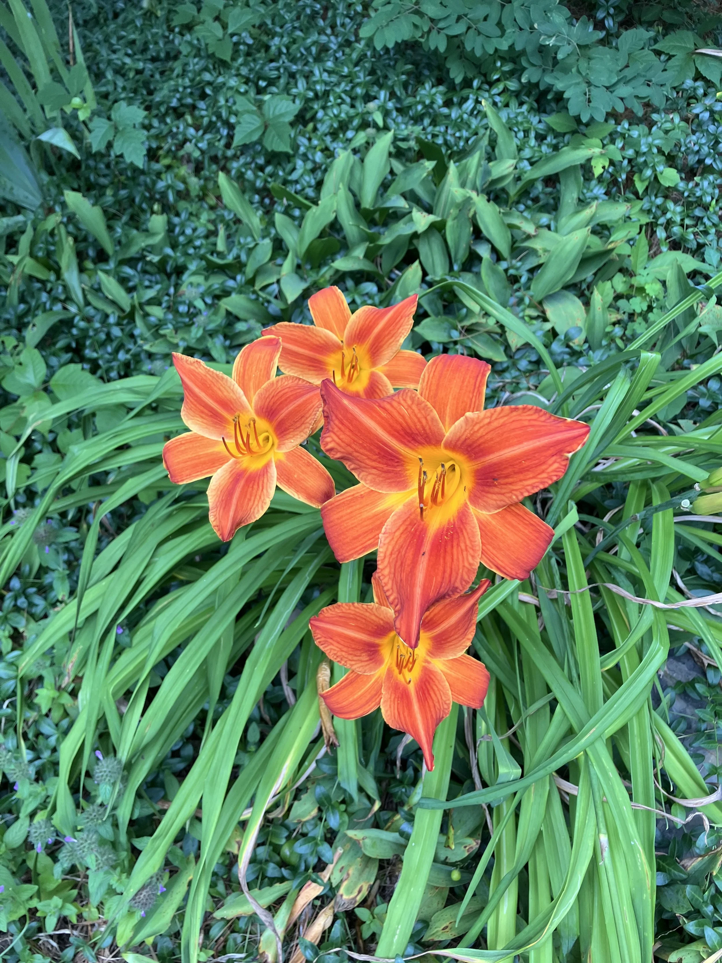 IMG_2257.jpeg