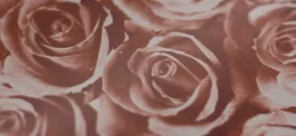 roses - maroon (RAAD01)