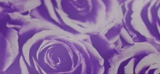 roses - purple (V2AD01)