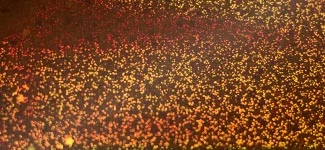 stardust - orange (E0KP73)