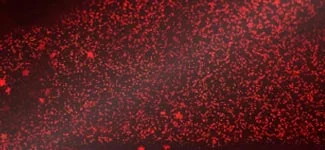 stardust - red (R0KP73)