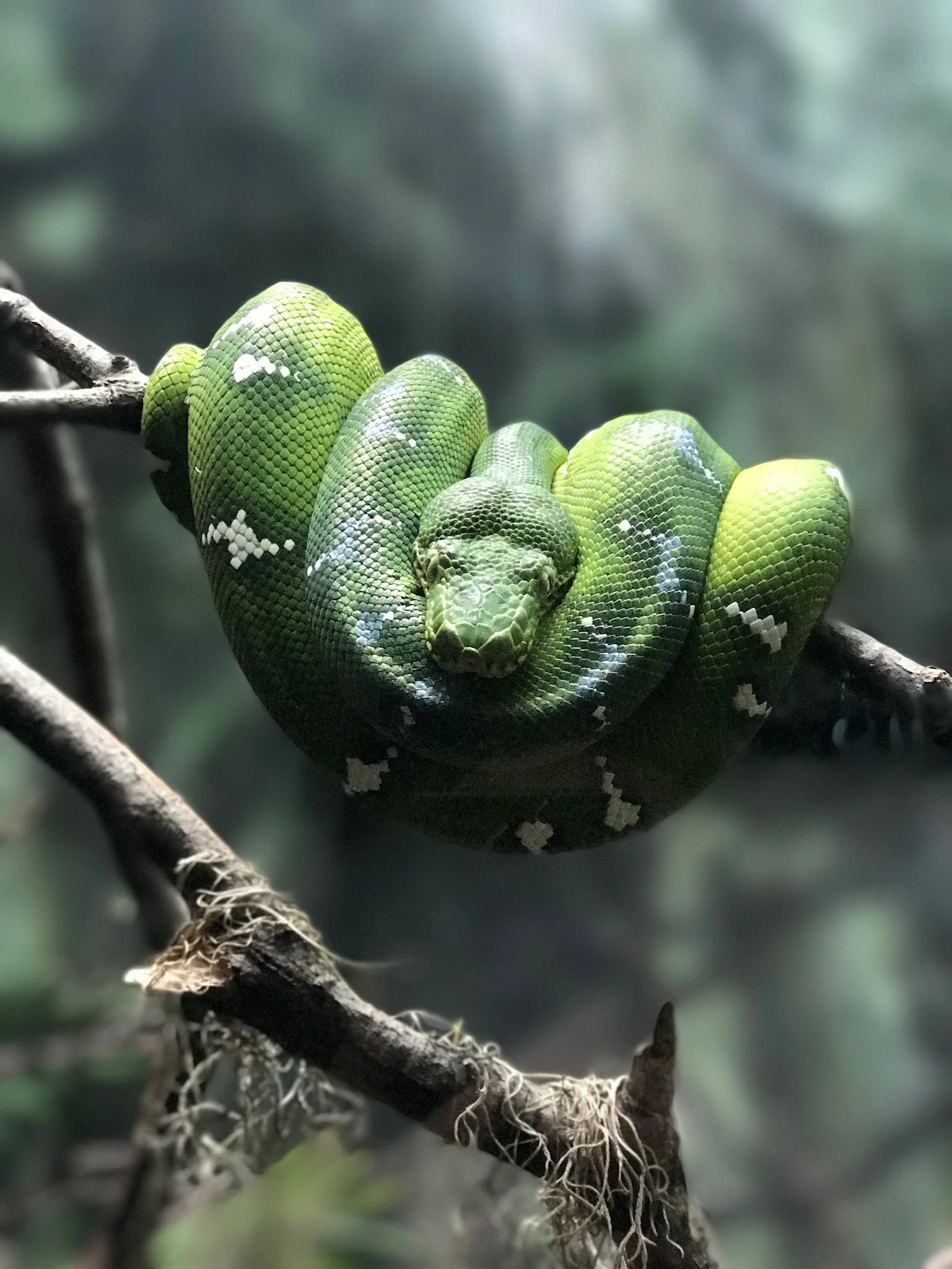 The Serpent