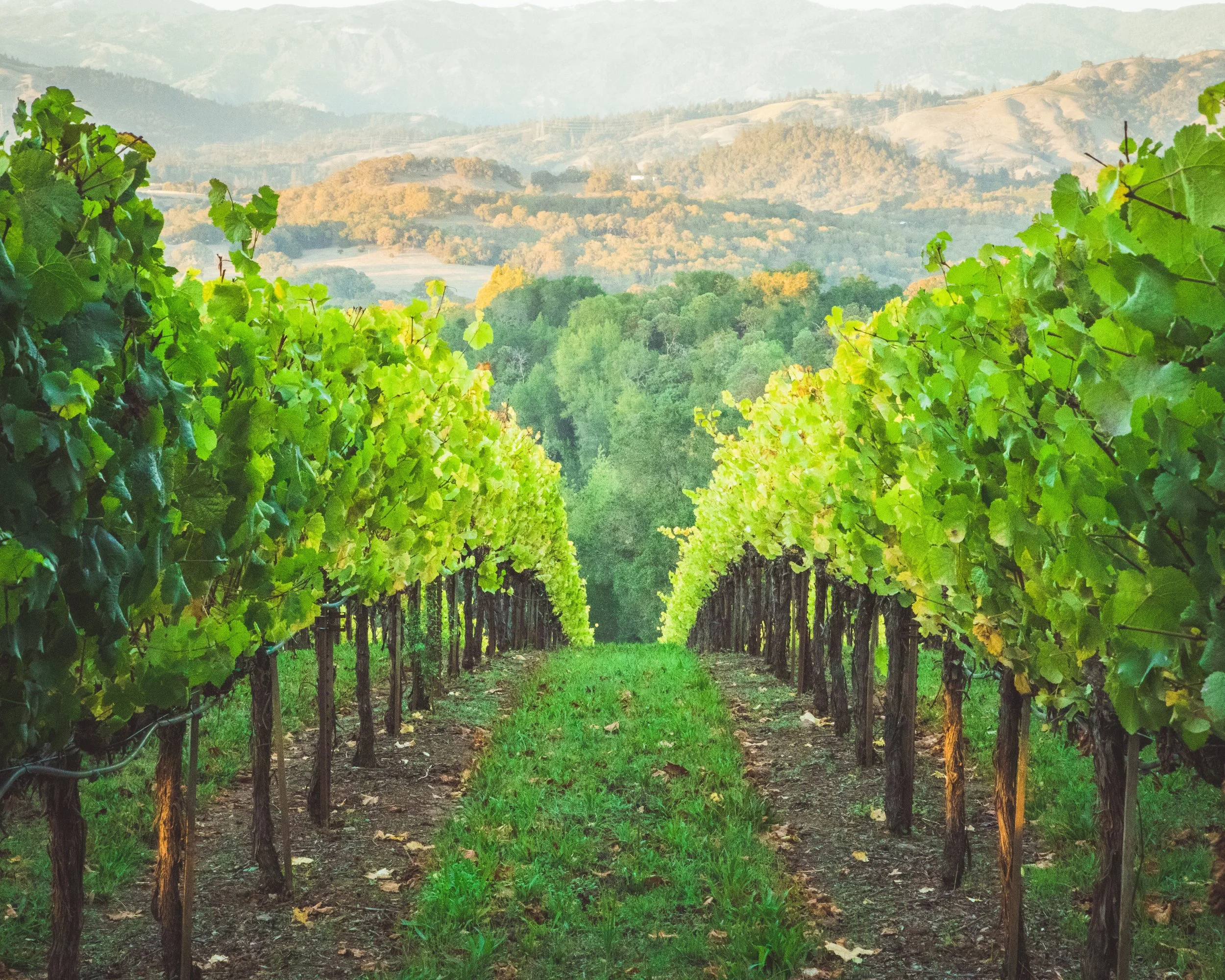 The Son in the Vineyard