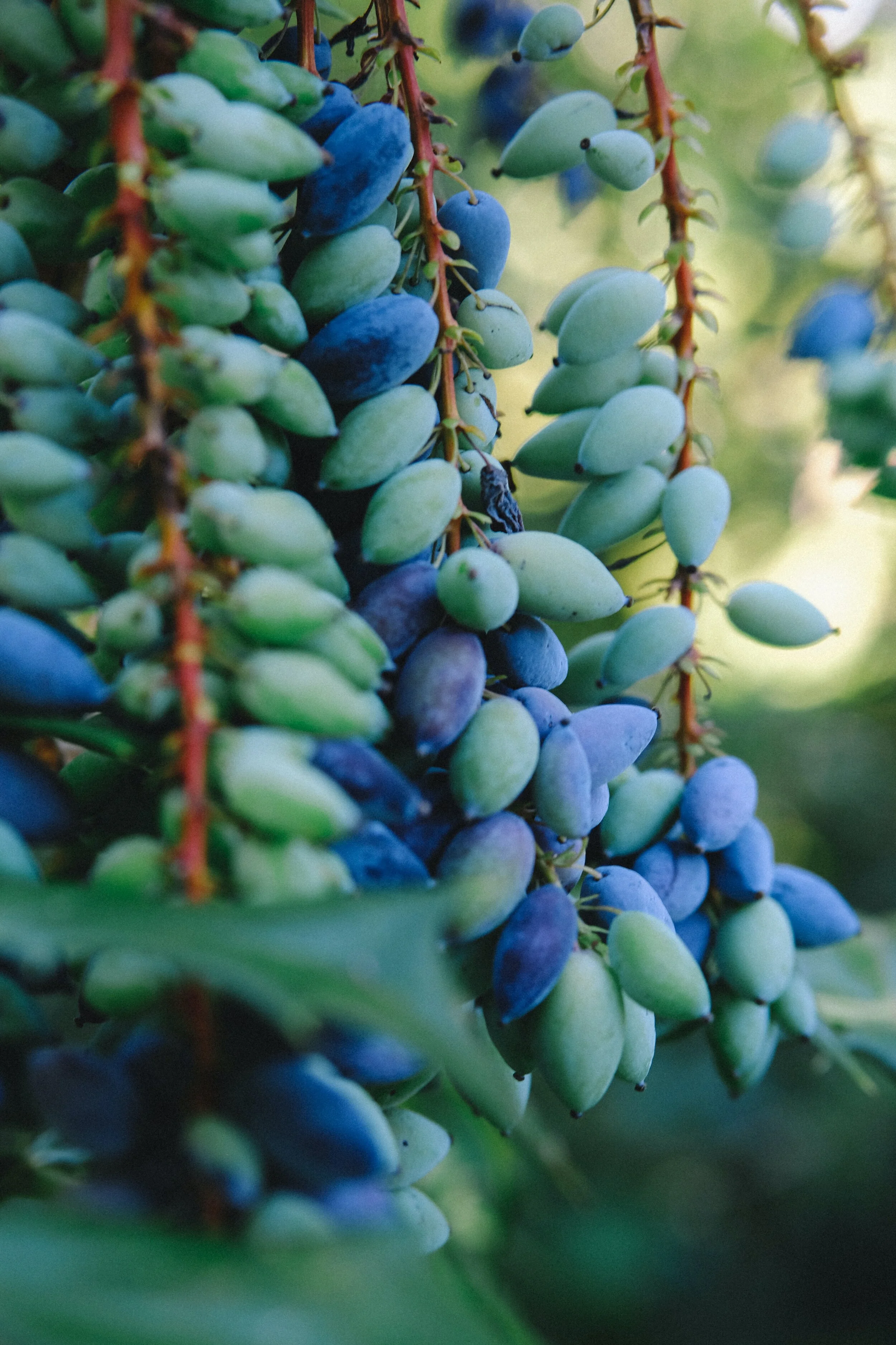 Stink Fruit
