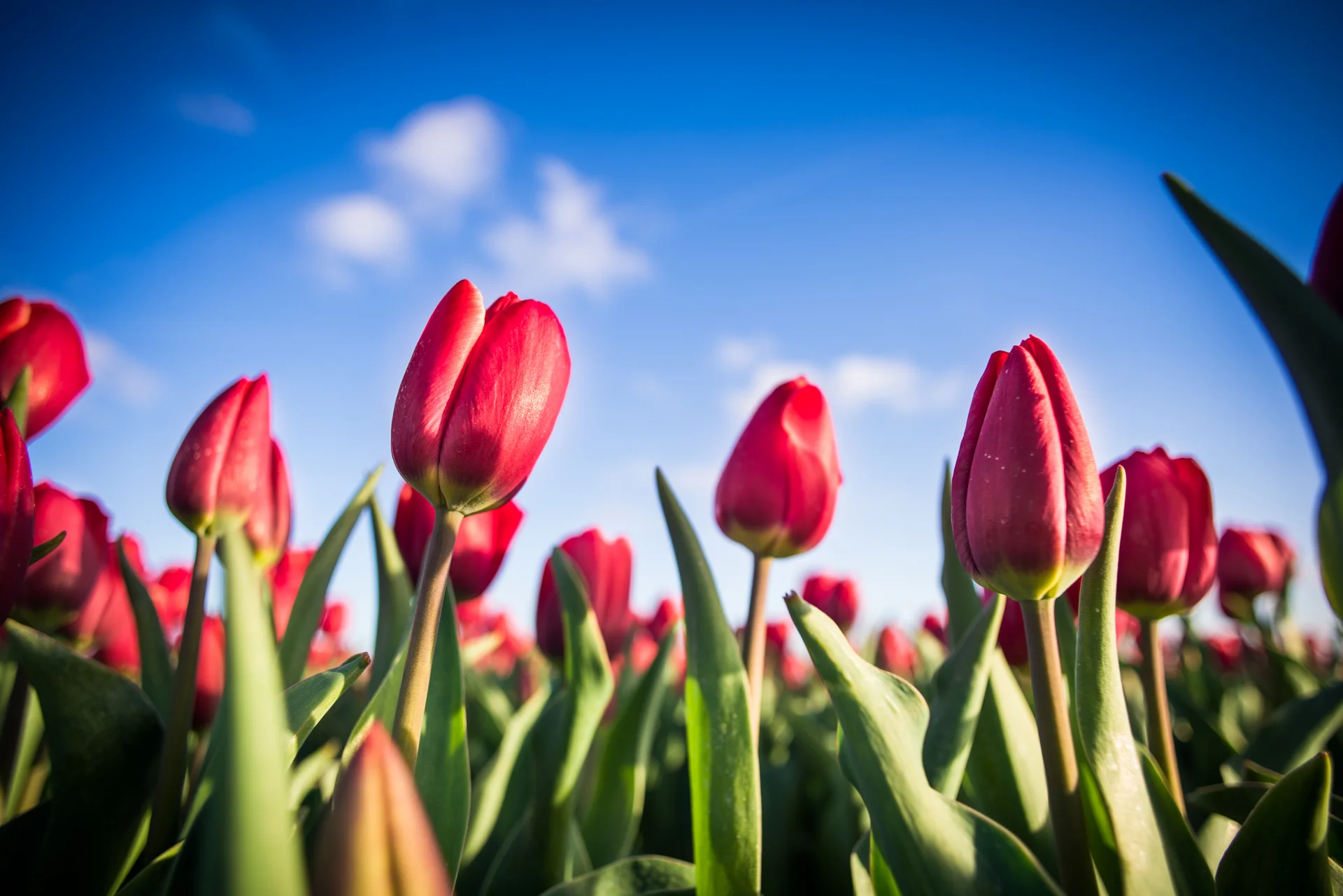 Tulips