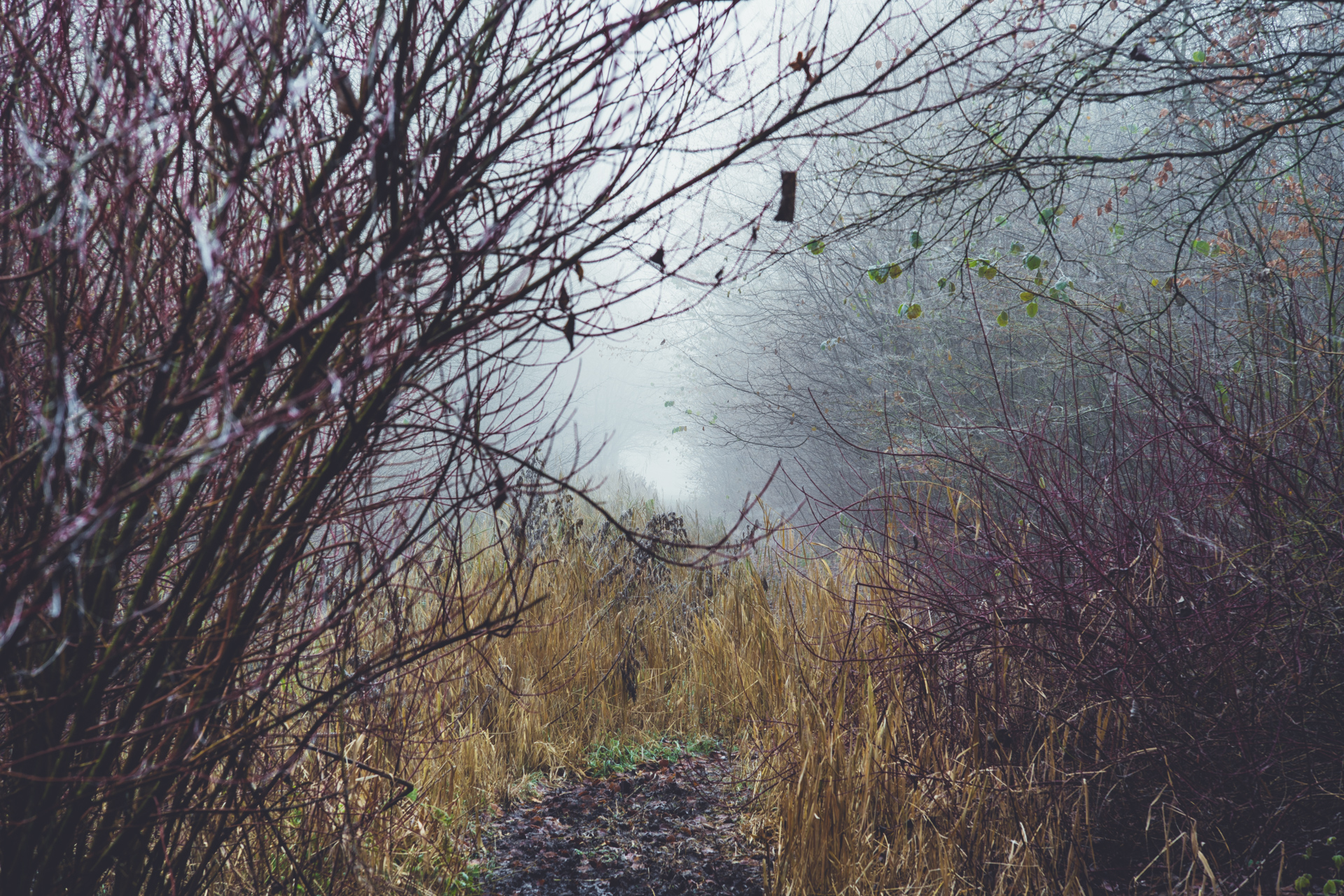 nFD 85mm f/1.2L