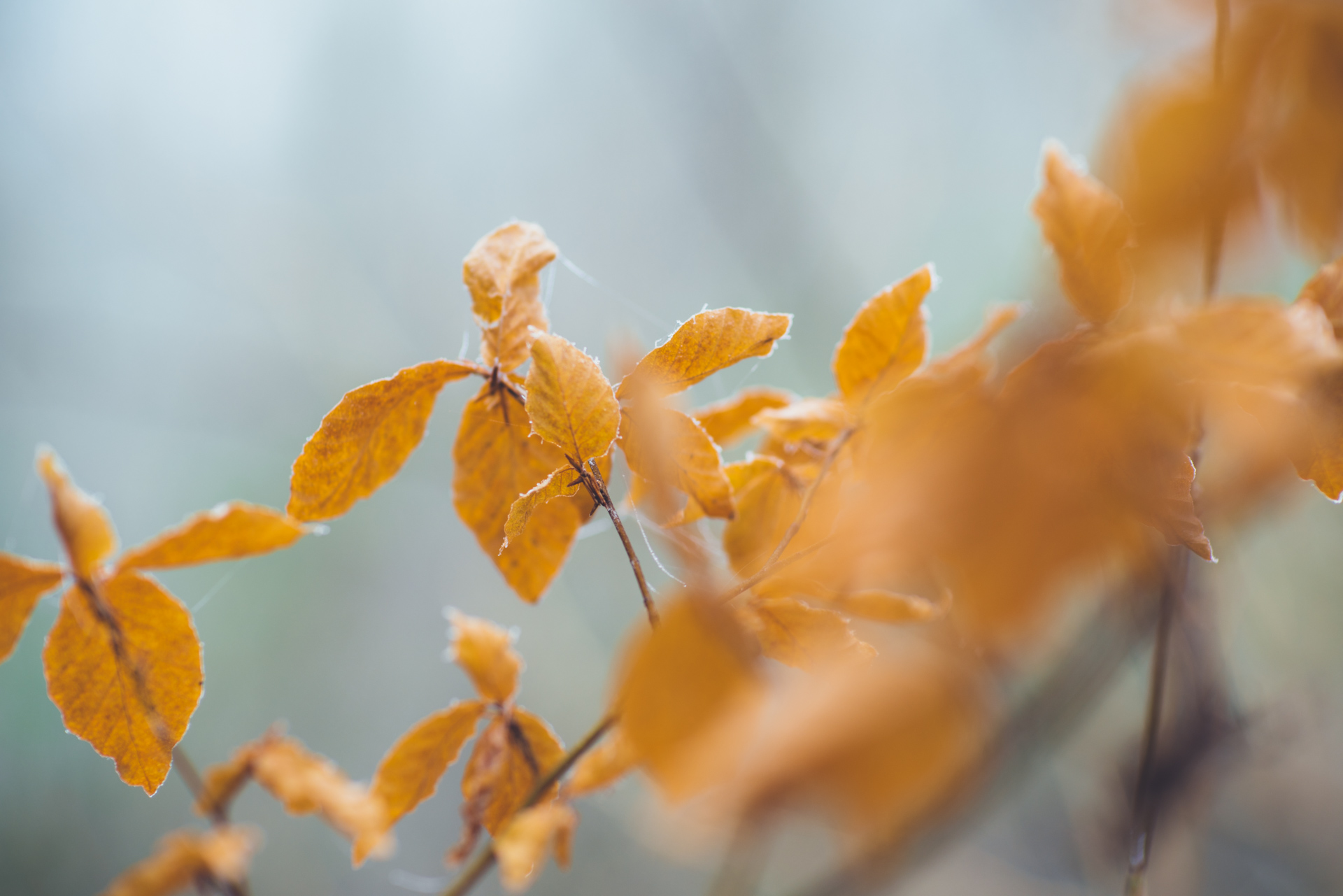 nFD 85mm f/1.2L