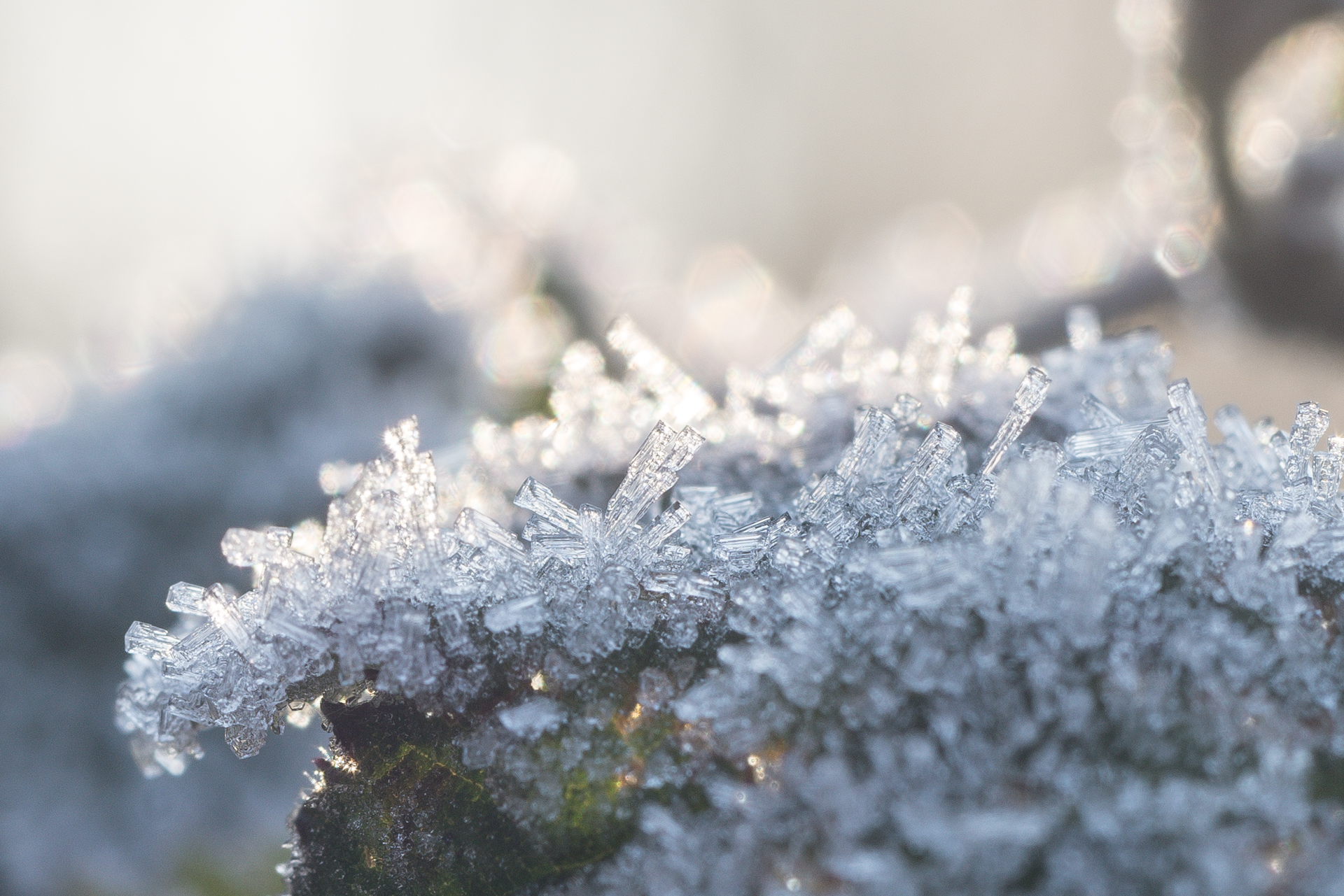 nFD 50mm f/3.5 Macro (crop)