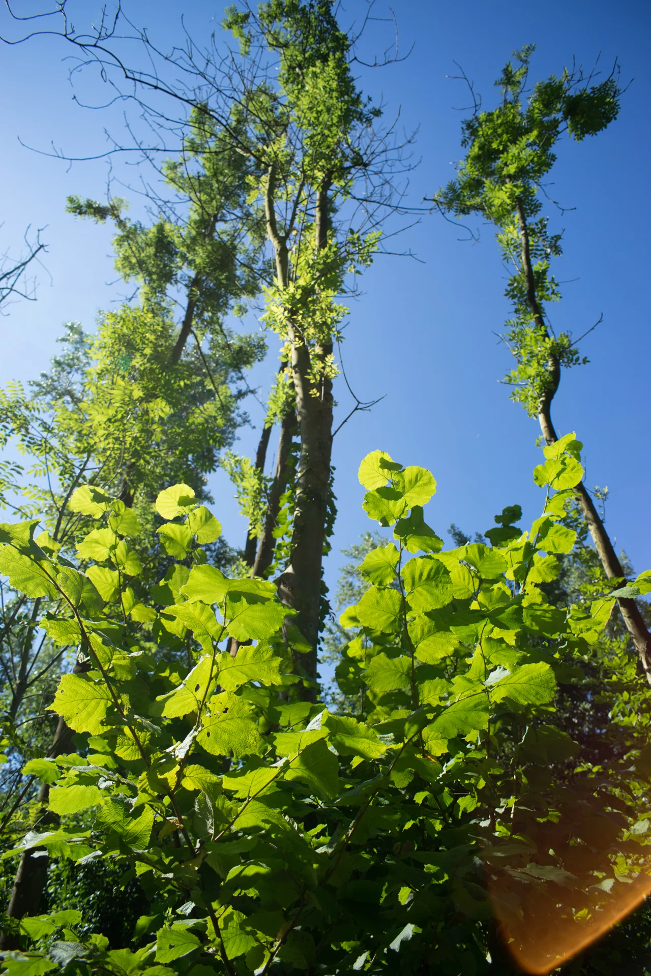 No editing at all. Love the Sony colors.