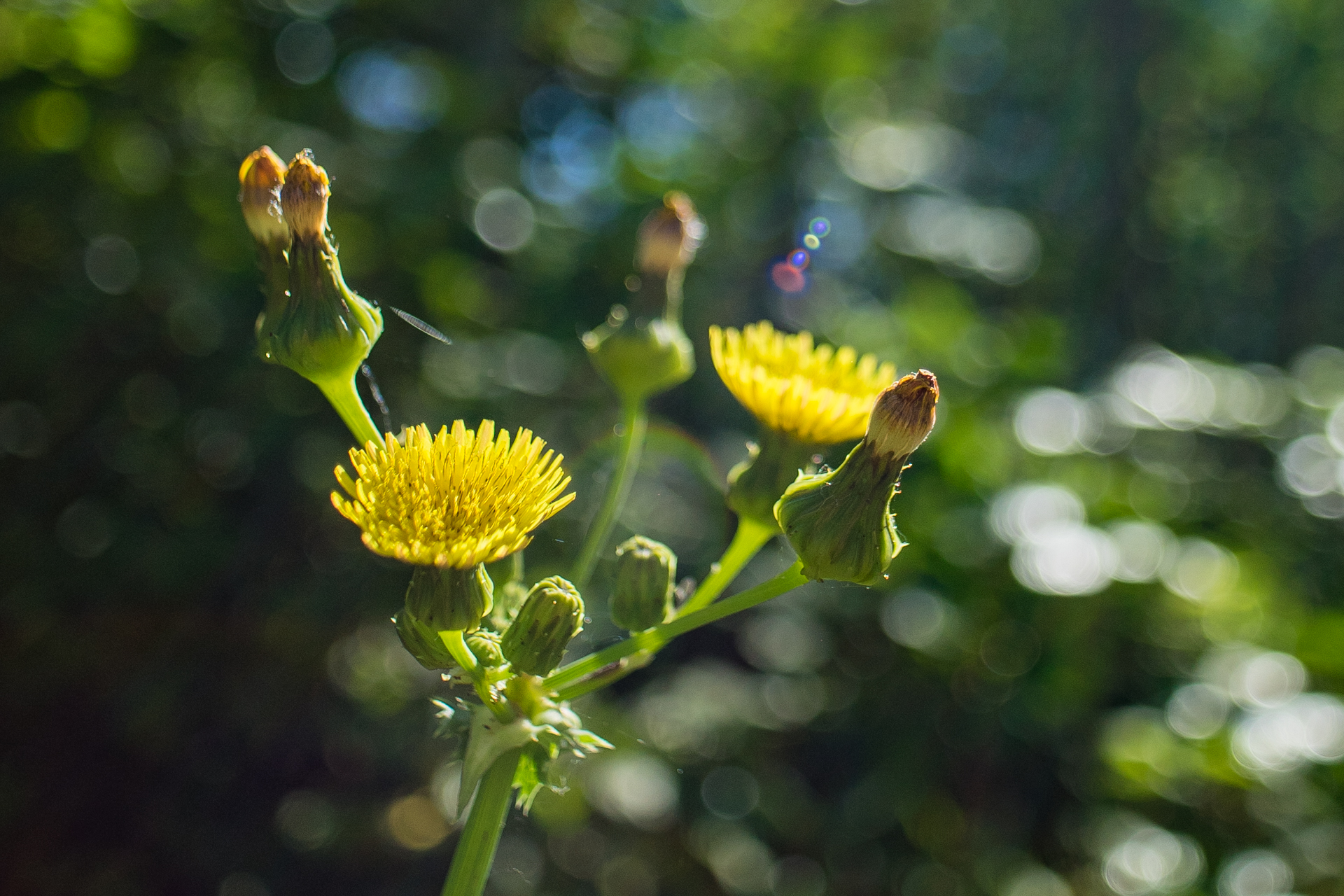 Details of the shot above. (Click to enlarge)