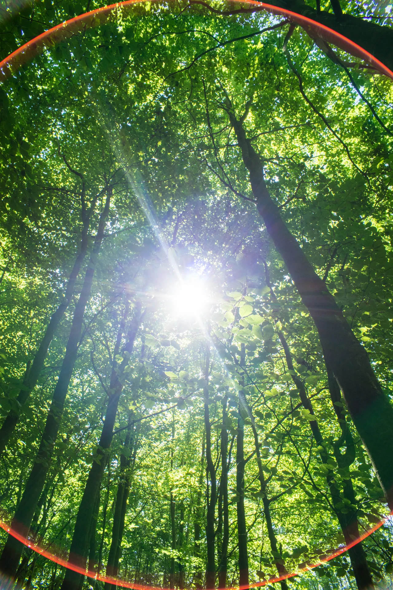 Lens flare when shooting straight into the sun.