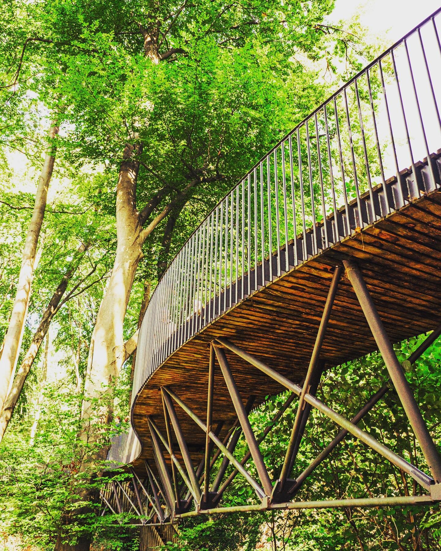 Bridge
.
#tree #forest #bridge #green #germany #fuji #xt1 #xf1024