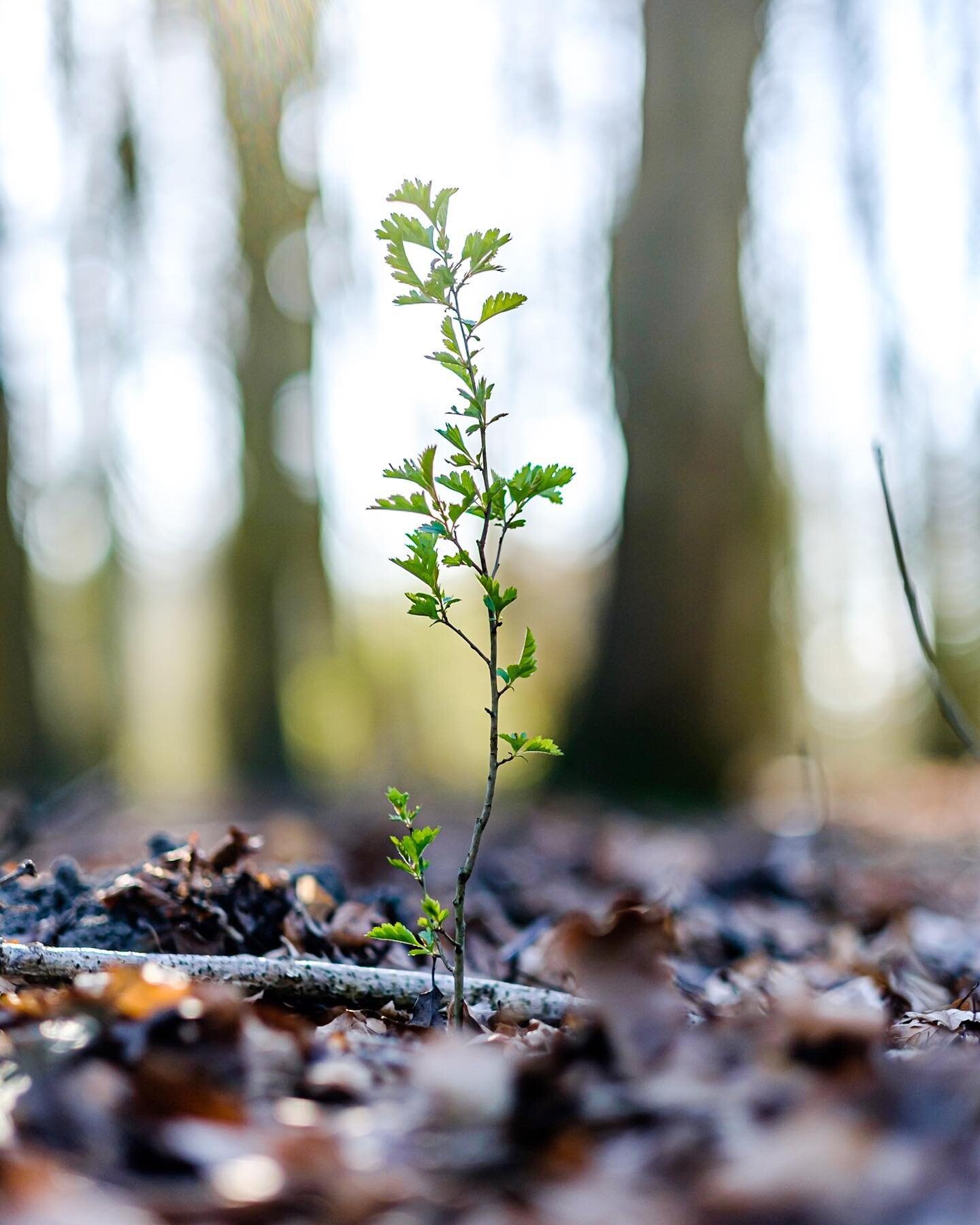 New Life.
.
#nature #forest #tree #green #shallowdepthoffield #shallowdof #fujifilm #fuji #xt1 #xf56 #xf56mm #lowangle #color #life #grow