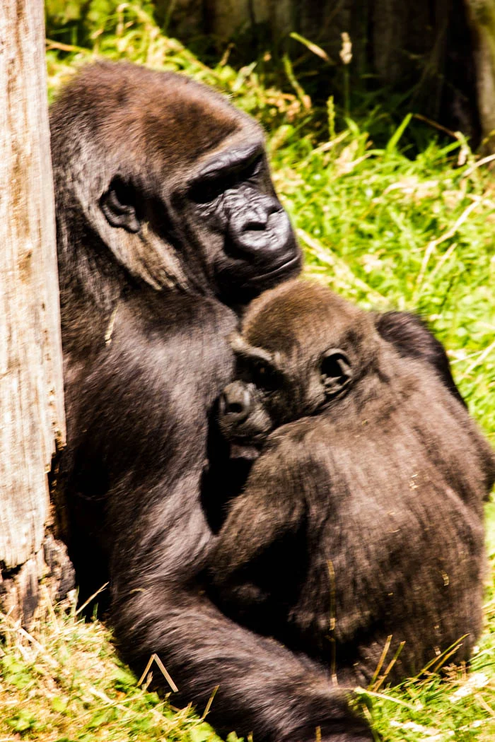 Mother and Baby