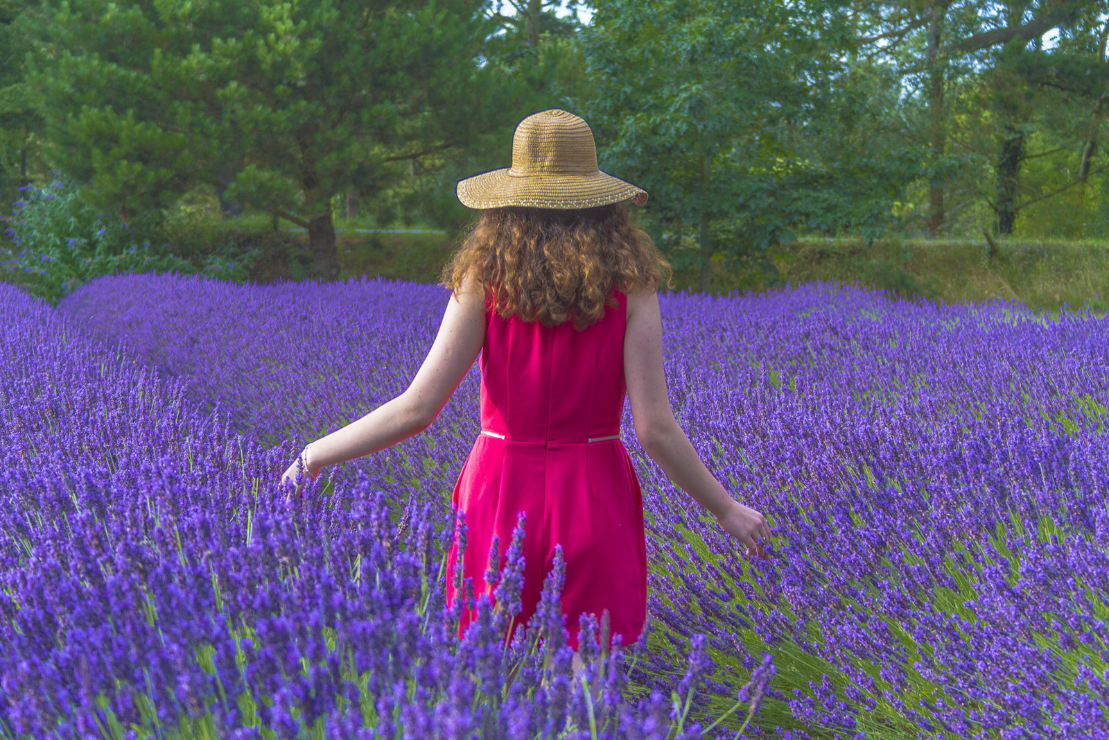 'Lavender Blue' by Terry Ward