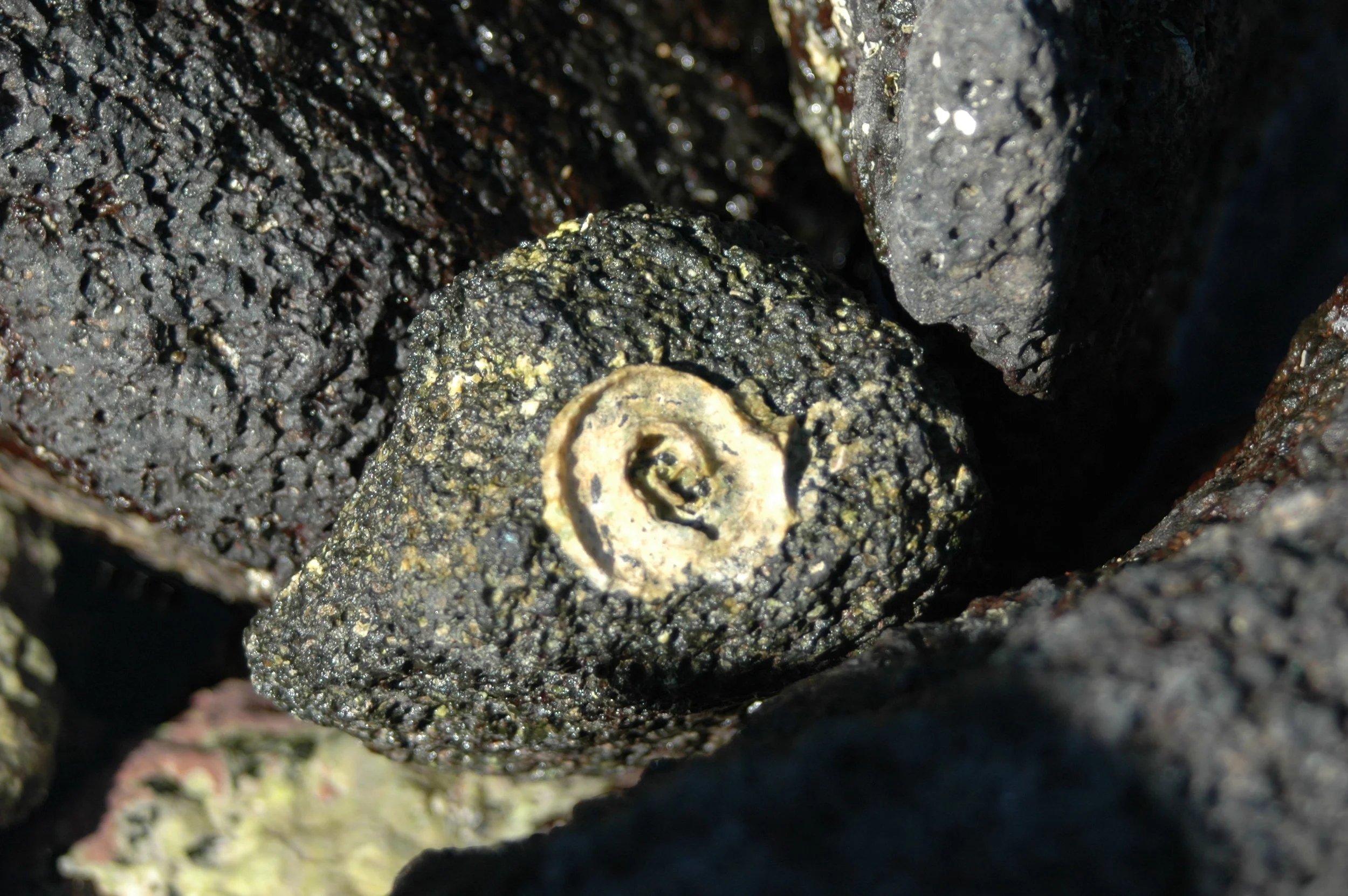 Watchung Booksellers