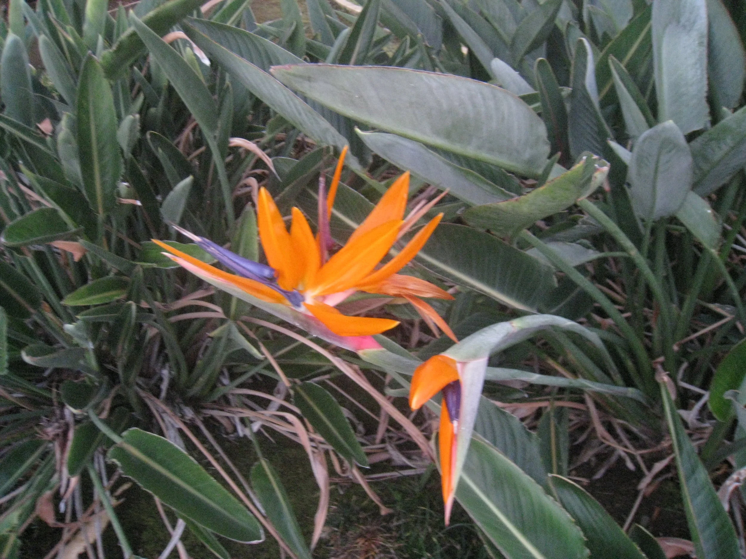 Living Writers Series at SUNY Oswego