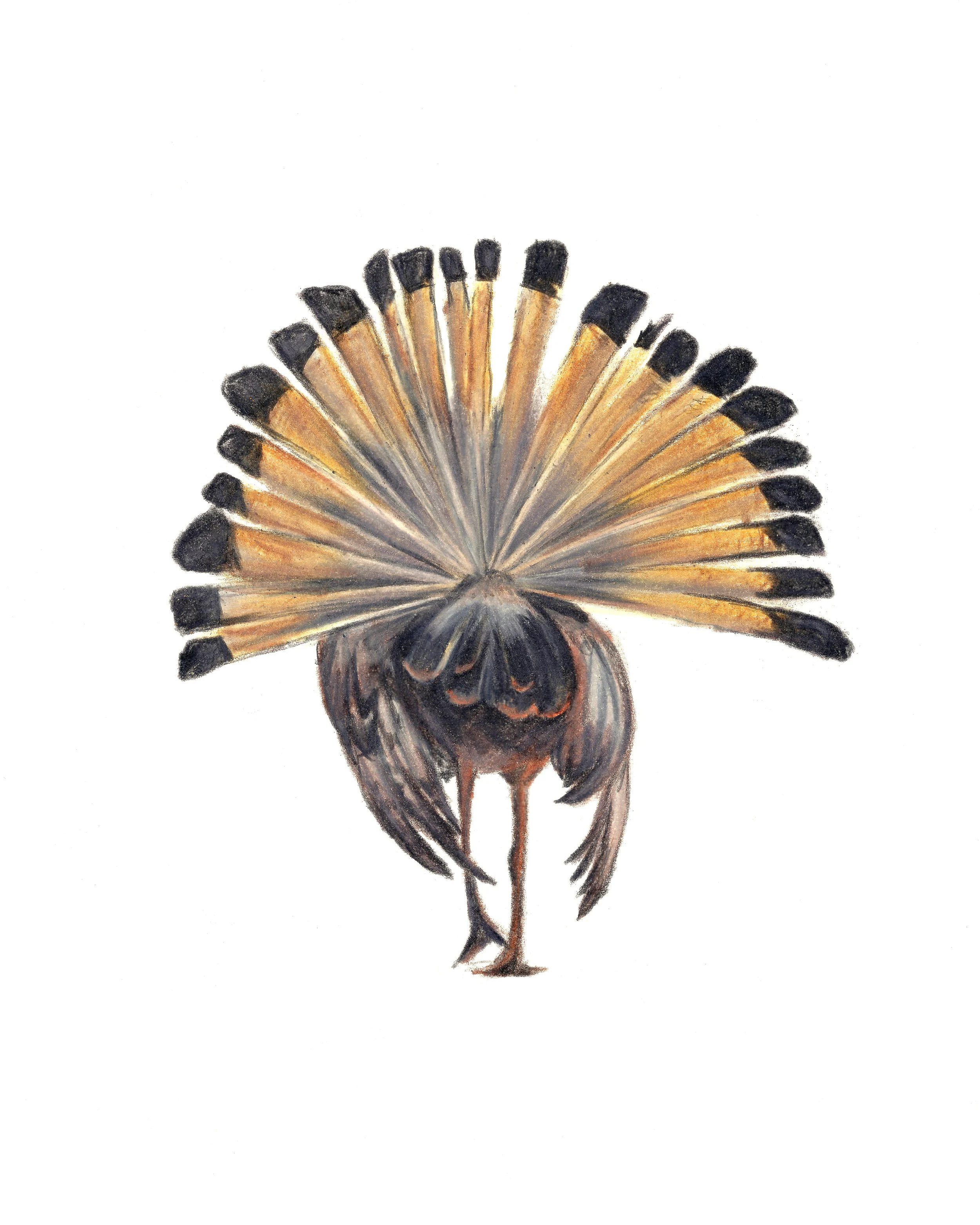 Turkey Butt