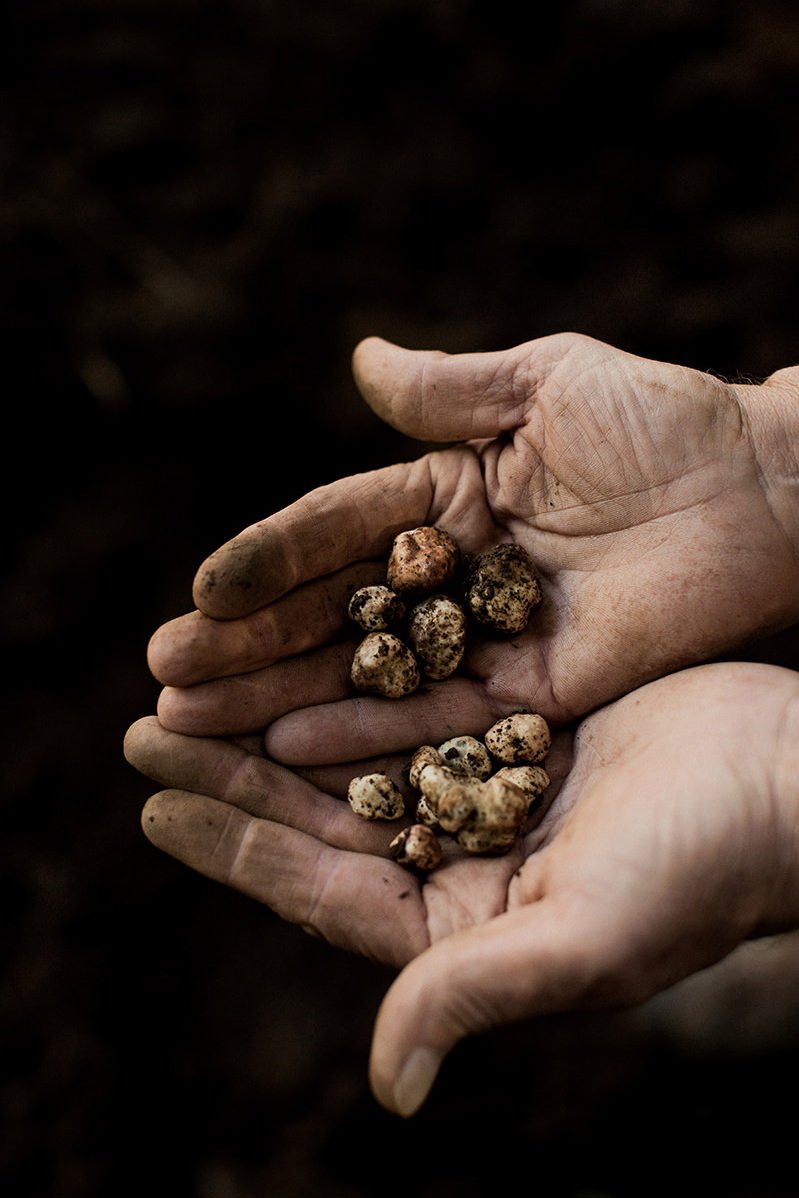 truffle-hunting-oregon7.jpg