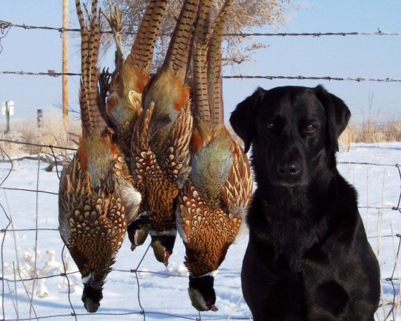 Adele, I know these are not ducks....