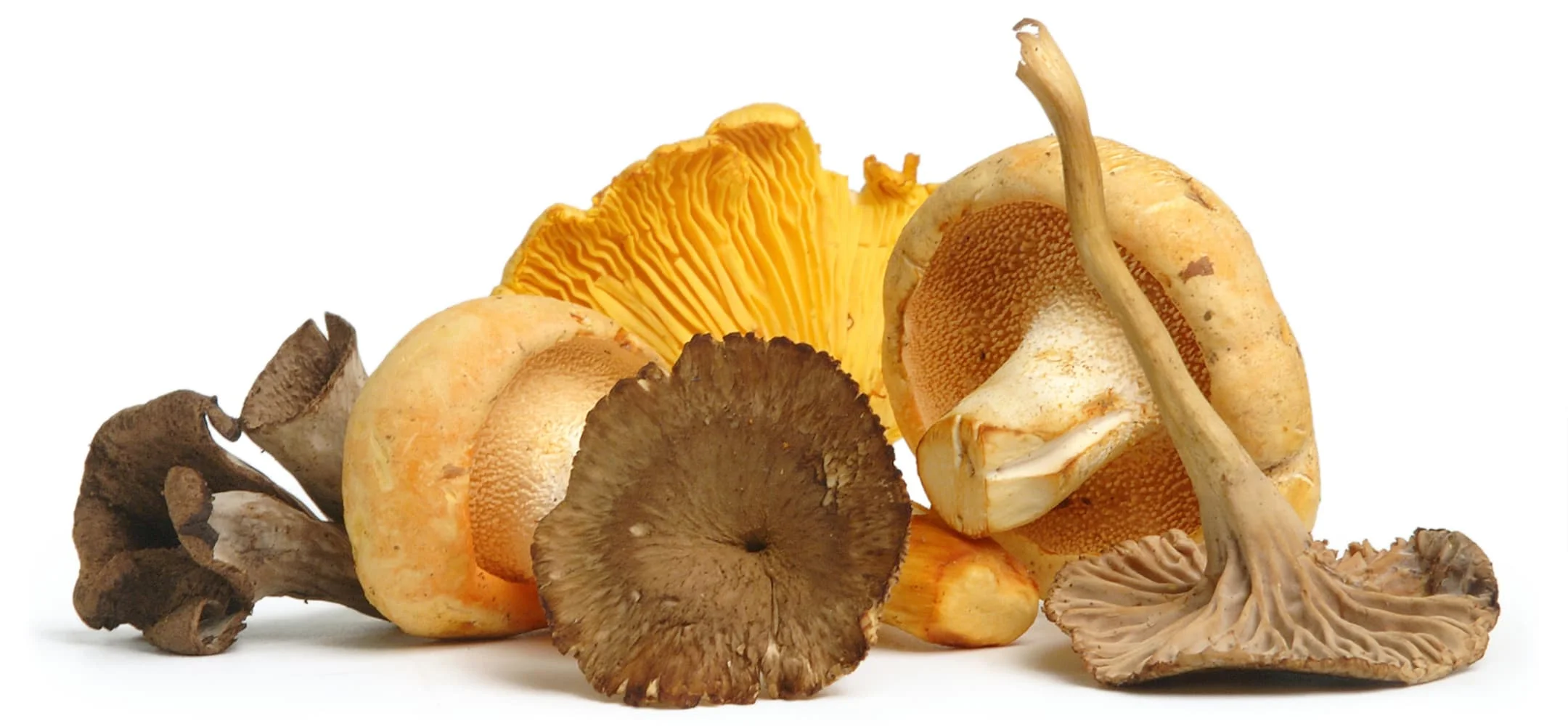 fresh-wild-mushrooms-header.jpg