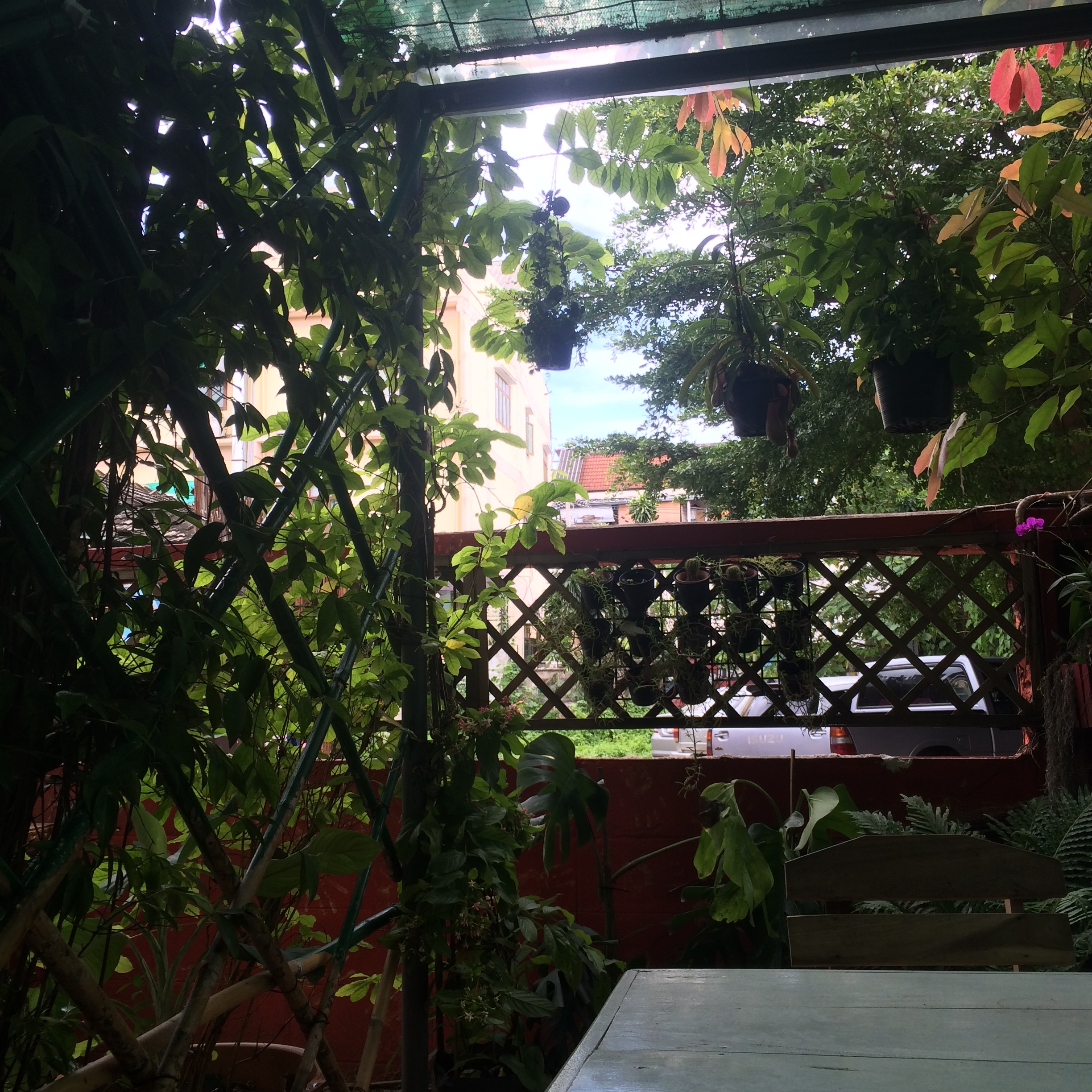 A little jungle in the Old City