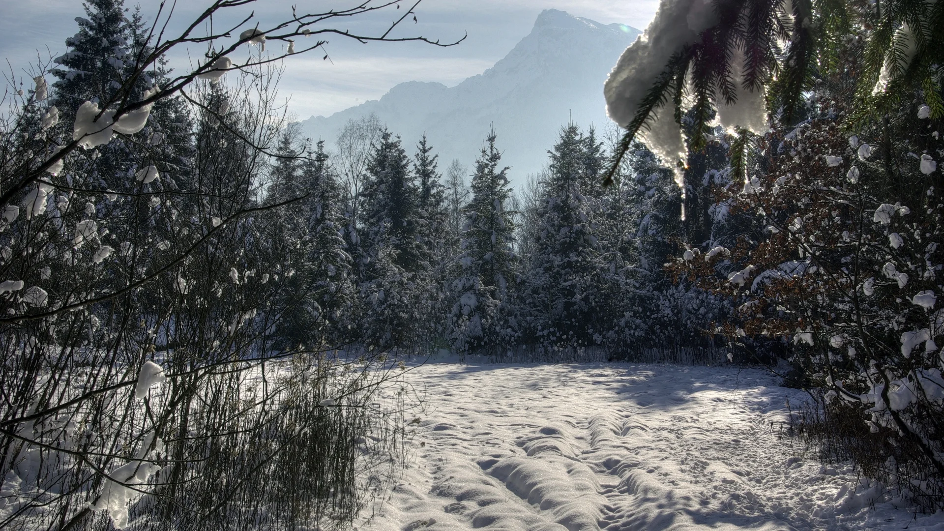 winter_forest_trees_snow_87157_1920x1080.jpg