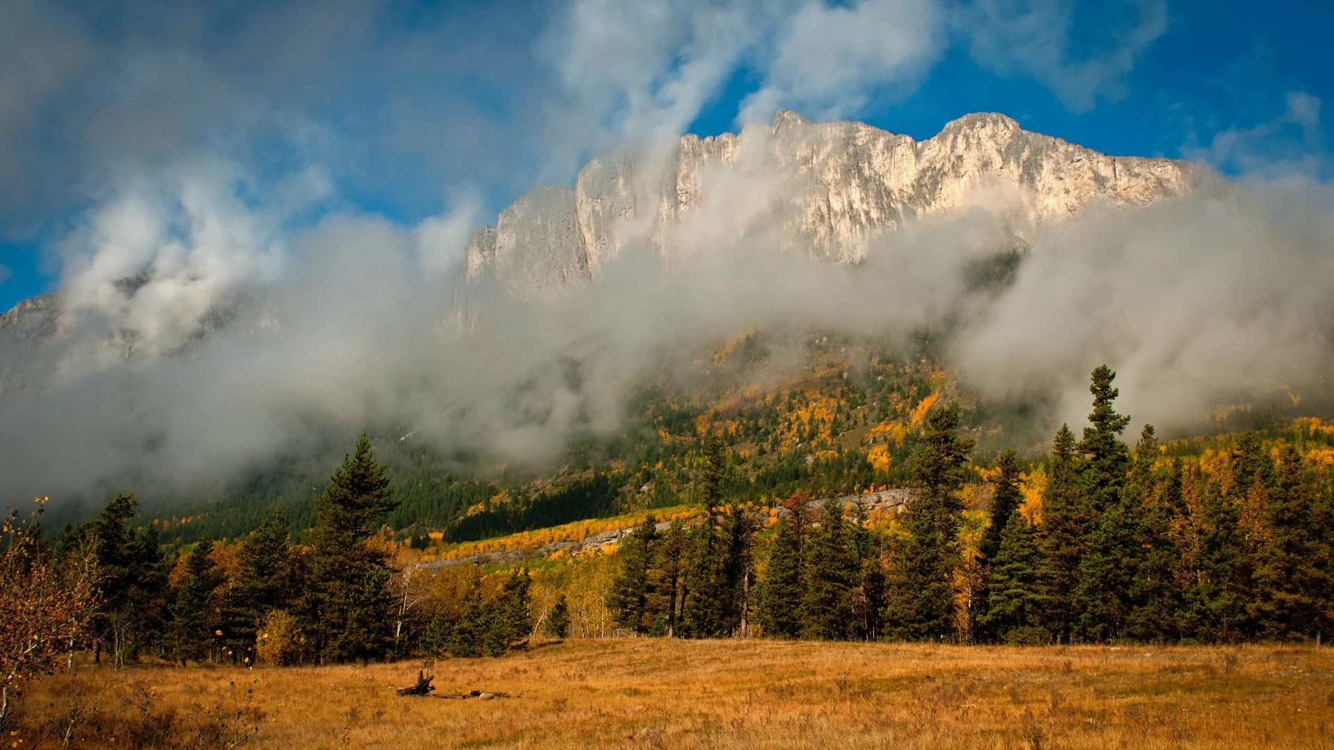 fir_trees_mist_mountains_autumn_nature_clouds_81955_1920x1080.jpg
